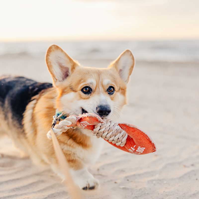 Lake Dog Canvas Chew Toy for toss or tug-of-war at the lake