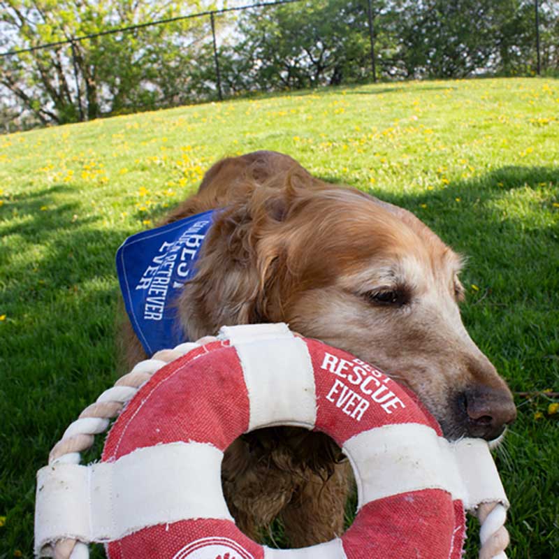 Best Rescue Ever dog chew toy in shape of float ring doggie lifestyle