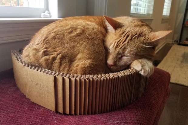 Cat Scratcher Bed will be your cat's favorite nap spot
