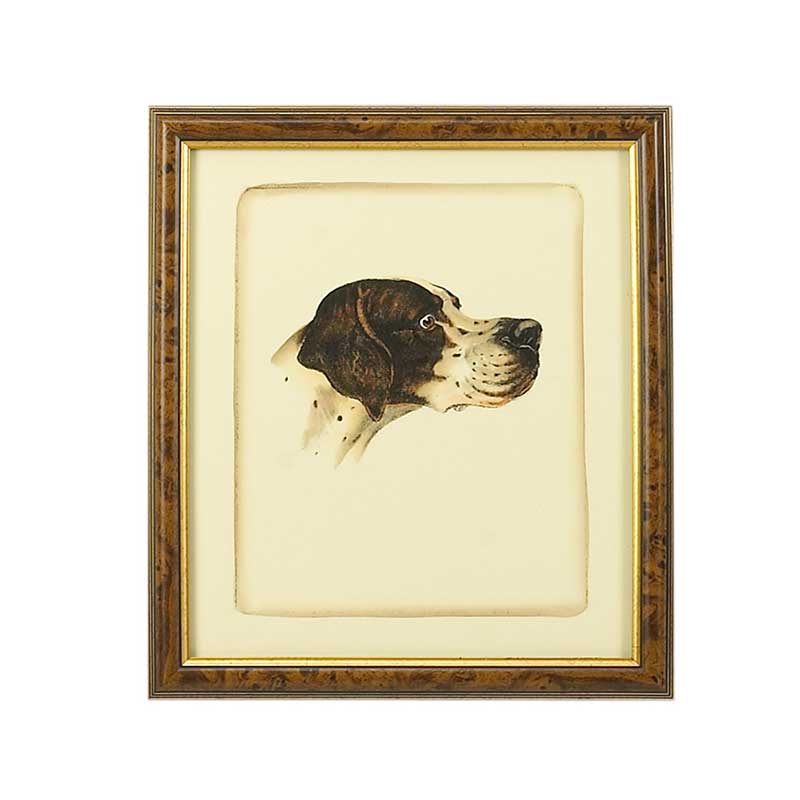 Danchin Pointer Hand Colored Print Brown and Gold Frame